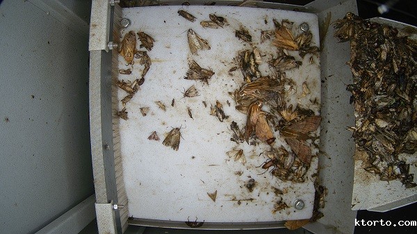 虫情测报灯图片2