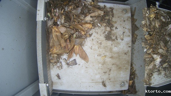 茶园智能虫情测报灯图片2