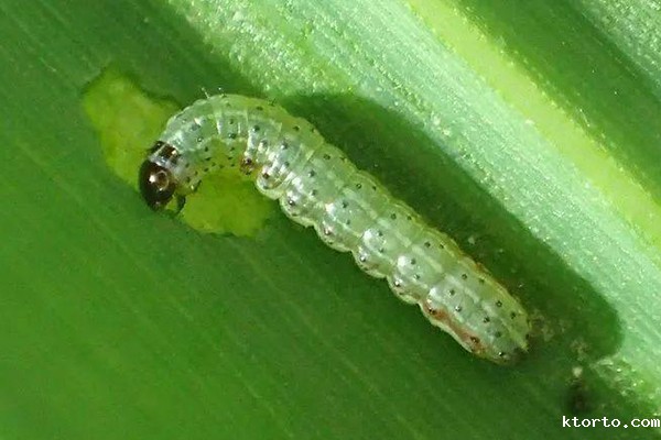 虫情监测图片1 虫情监测图片1