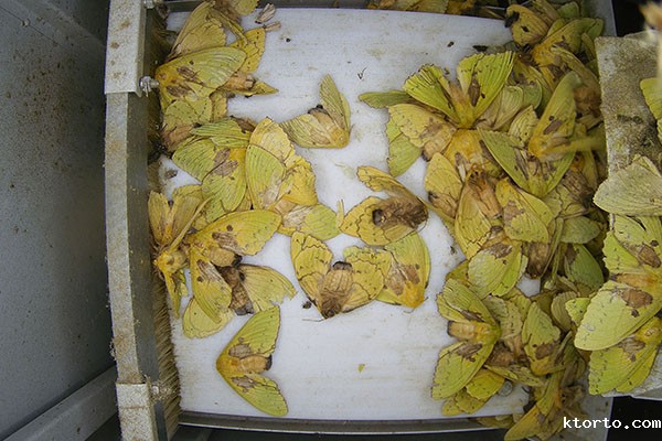 虫情测报设备图片5 虫情测报设备图片5