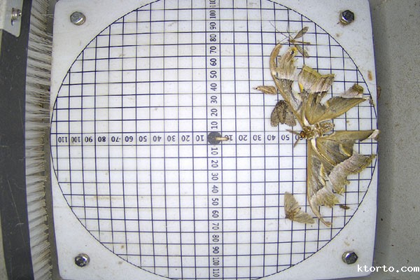 虫情预警图片1 虫情预警图片1