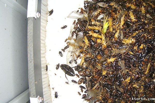 虫情预警图片4 虫情预警图片4